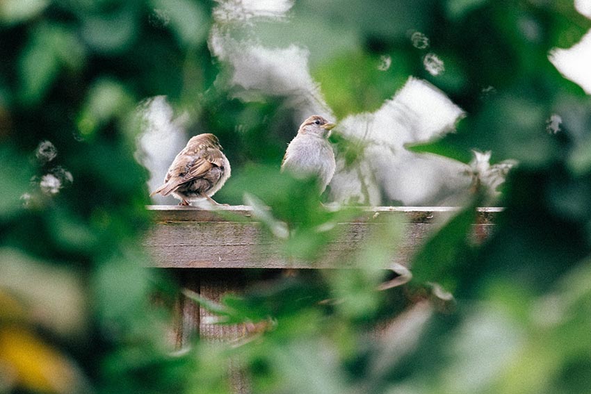 Birds sitting on a fence together