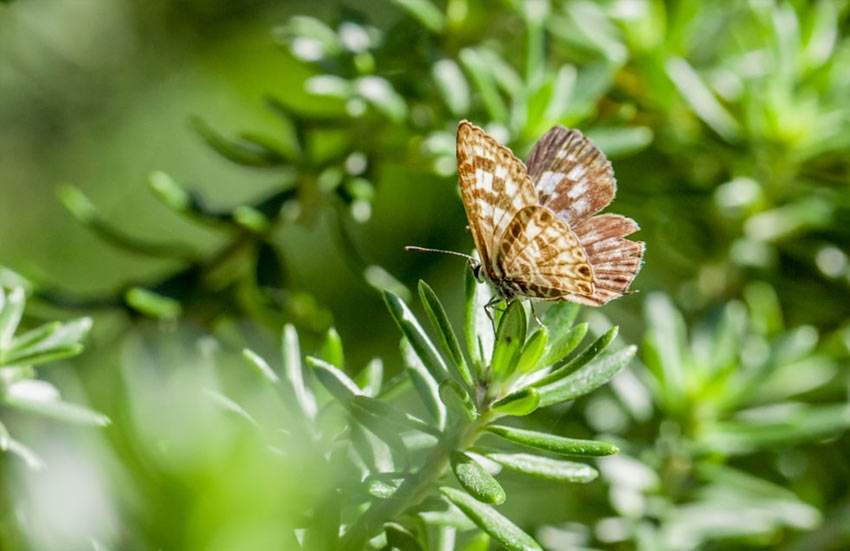 A butterfly resting on a branch