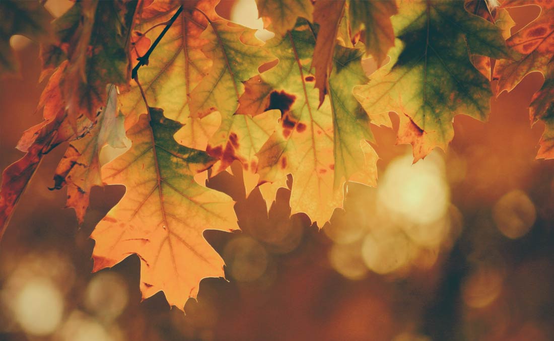 Autumn leaves hanging from a tree. 