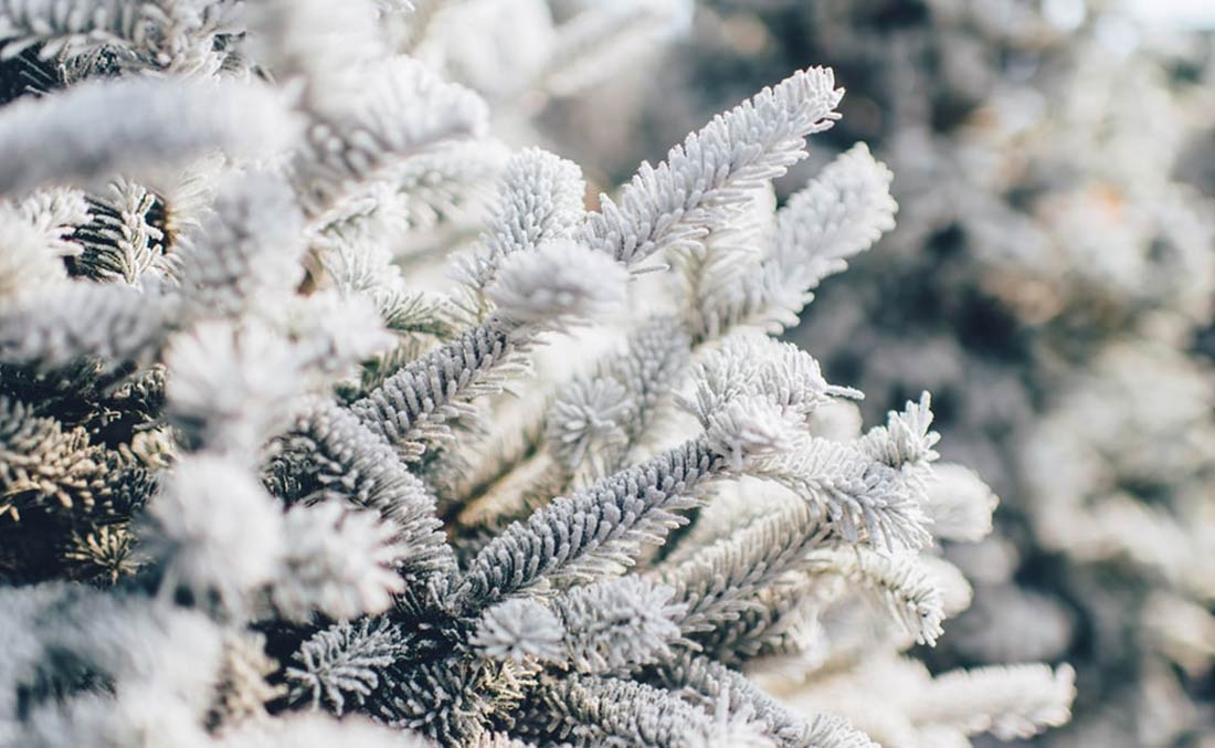 Tree branches covered in snow