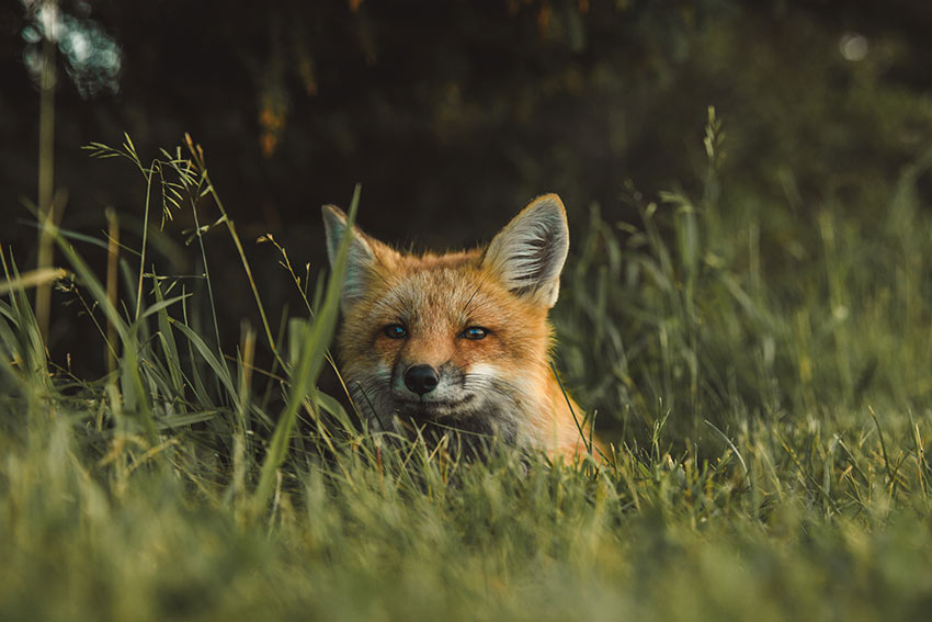 A fox looking out from tall grass. 