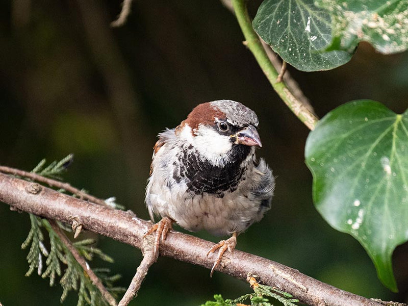 A sparrow standing on a tree branch.