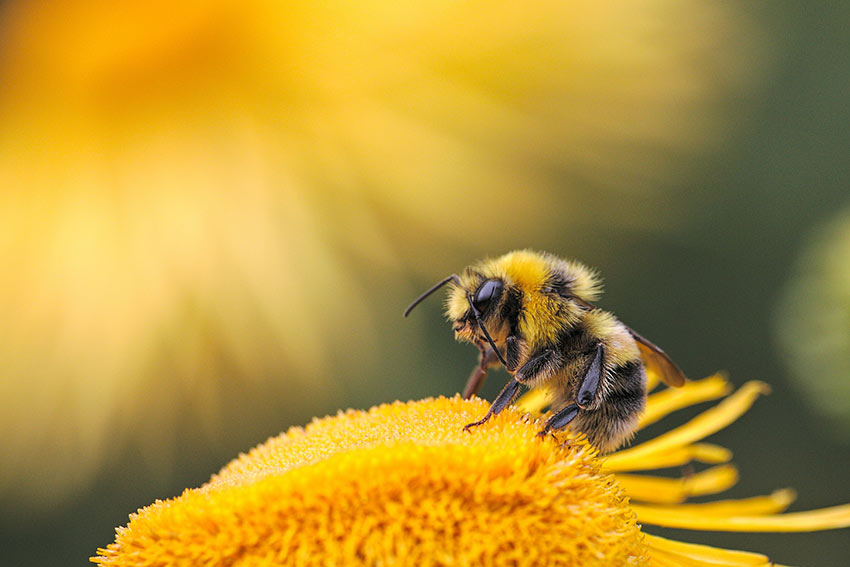 A bee pollinating a flower