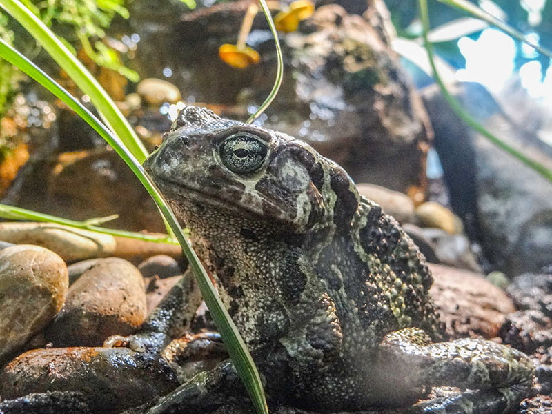 A toad sitting on rocks