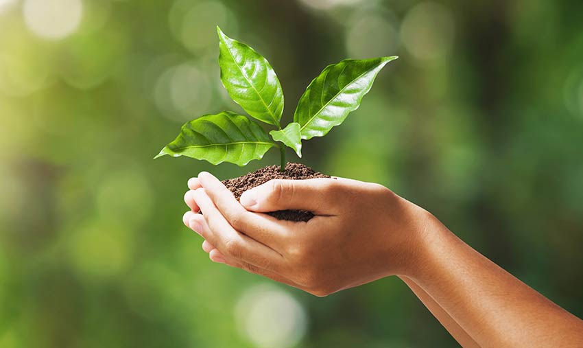 Hand holding a seedling